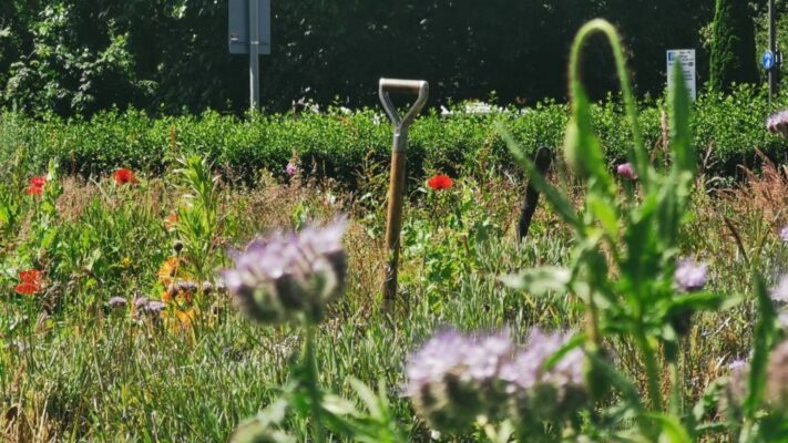 A view of the market garden on Leith Community Croft. Garden with grass and wildflowers. A spade stands in the ground in the middle of the image.,© Earth in Common