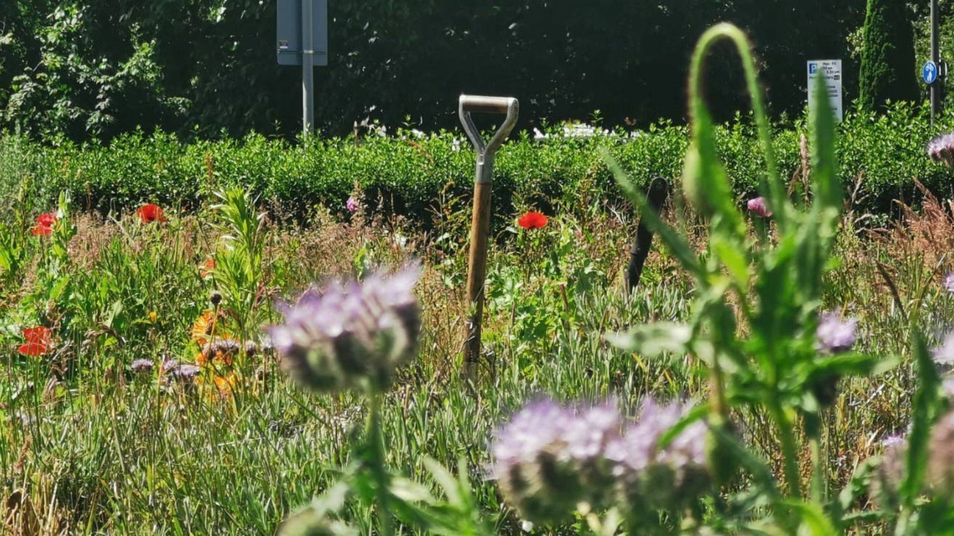 A view of the market garden on Leith Community Croft. Garden with grass and wildflowers. A spade stands in the ground in the middle of the image.,© Earth in Common